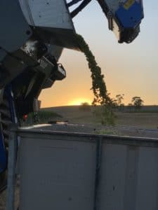 IMG 0695 Howard Vineyard 2019 Vintage in Review.