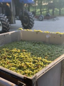 IMG 0713 Howard Vineyard 2019 Vintage in Review.