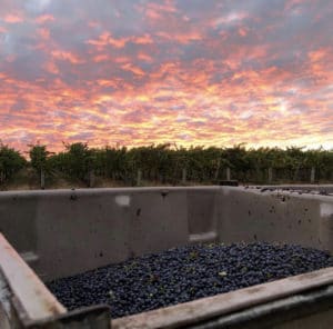 IMG 2028 Howard Vineyard 2019 Vintage in Review.